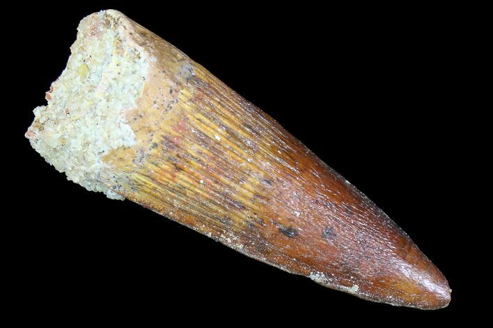 1.27" Spinosaurus Tooth - Real Dinosaur Tooth For Sale (#77746